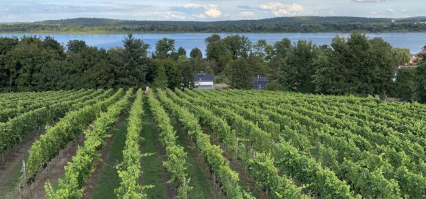 Werderaner Wachtelberg Weingut Dr. Lindicke